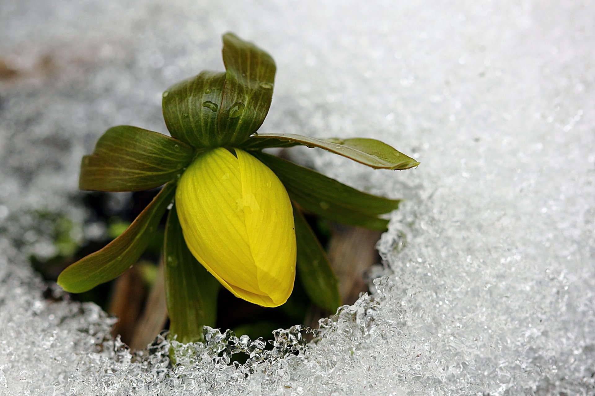 fleur bourgeon jaune glace froid printemps