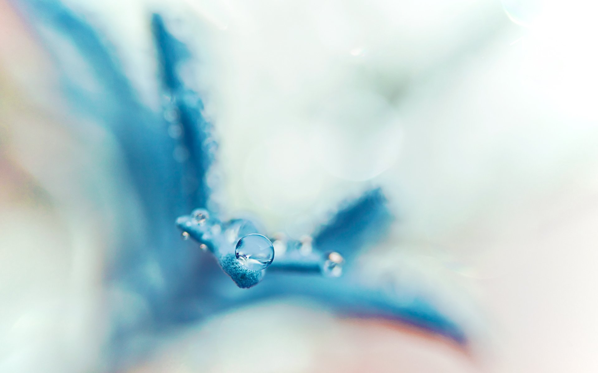 close up macro drop rosa petals flower blue