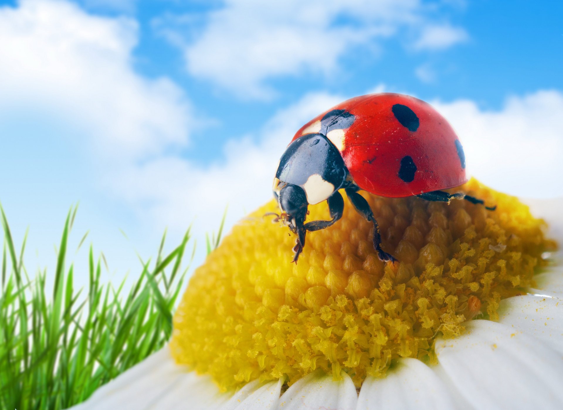 makro marienkäfer gänseblümchen blütenblätter blume grünes gras himmel wolken