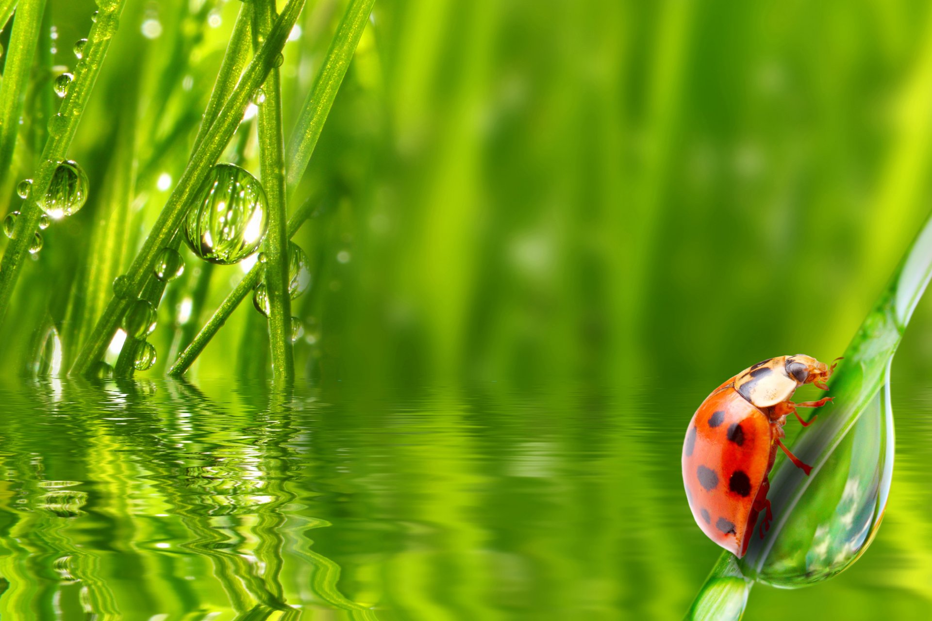 ladybug insect grass water rosa morning drop