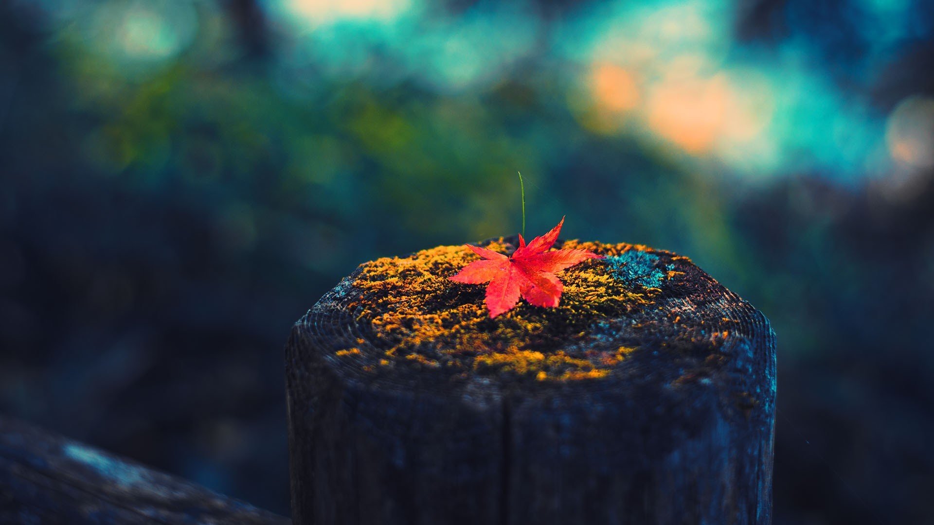 blatt makro herbst