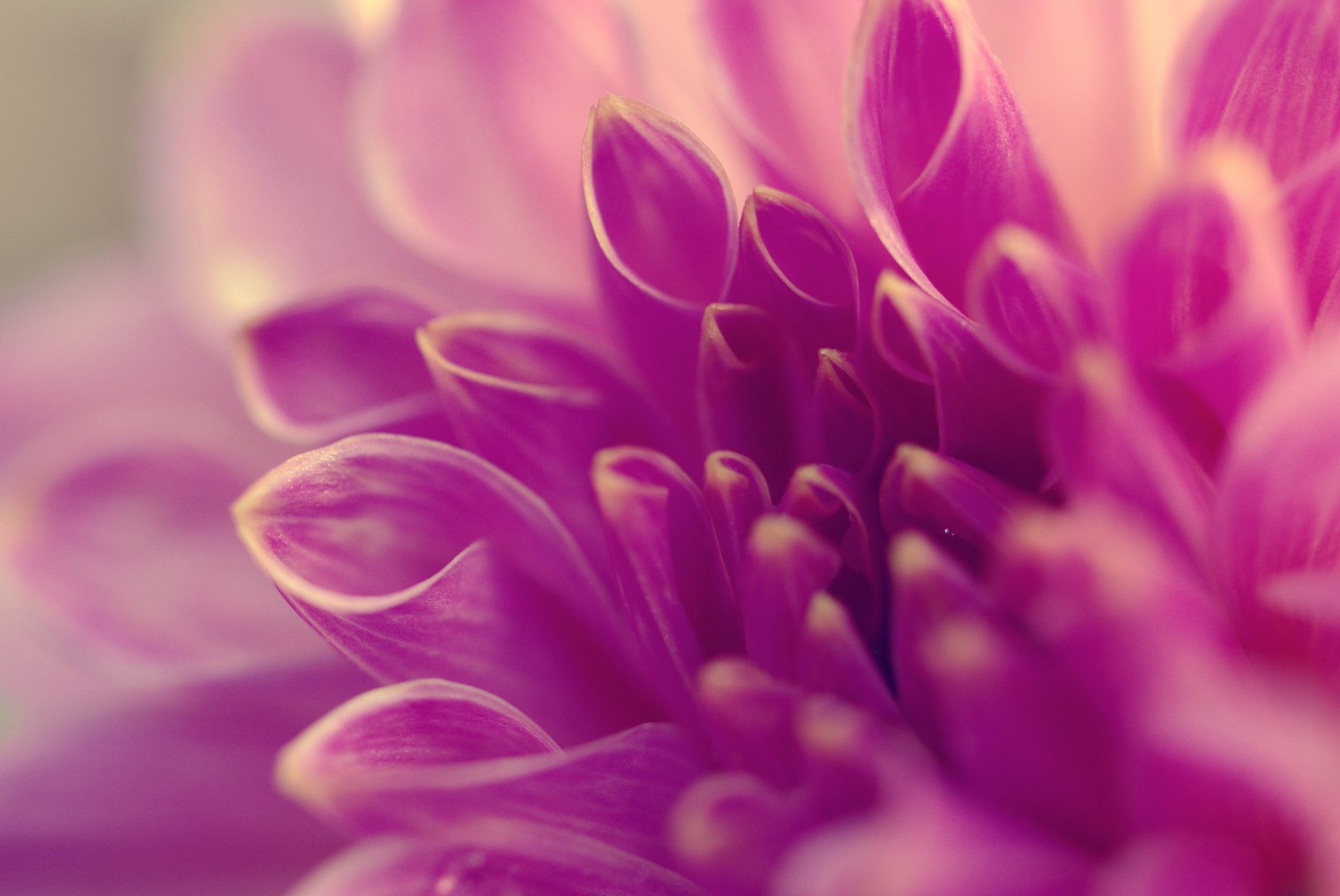 makro blume blütenblätter röhrchen flieder