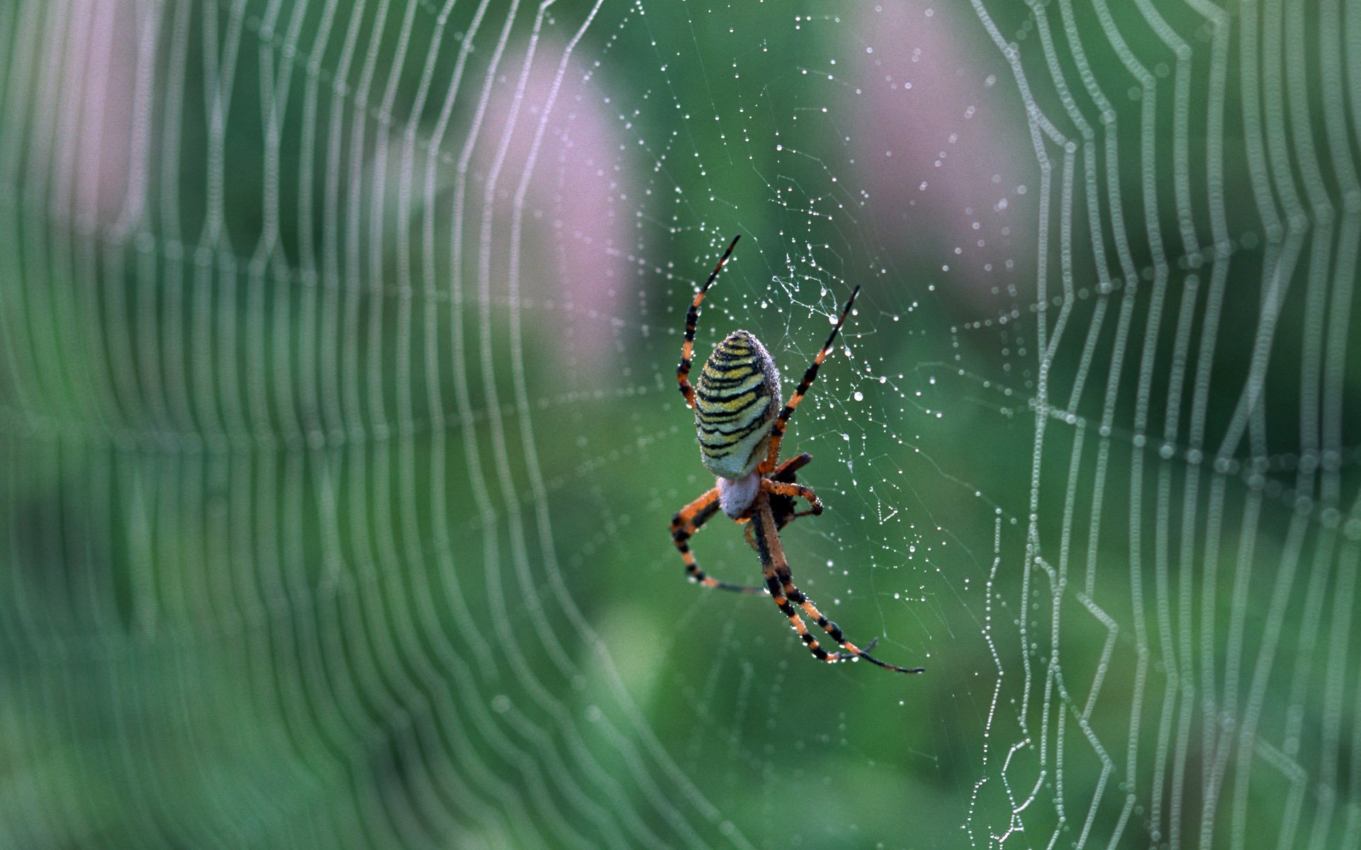 pider web macro nature