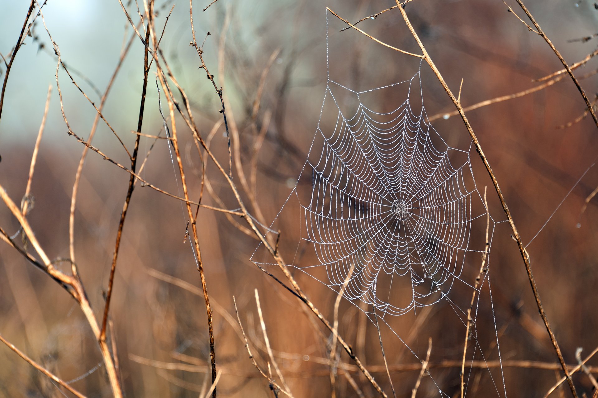 pflanzen zweige spinnennetz nach dem regen wasser tropfen makro natur bedeckt spinne web prärie nikon d700