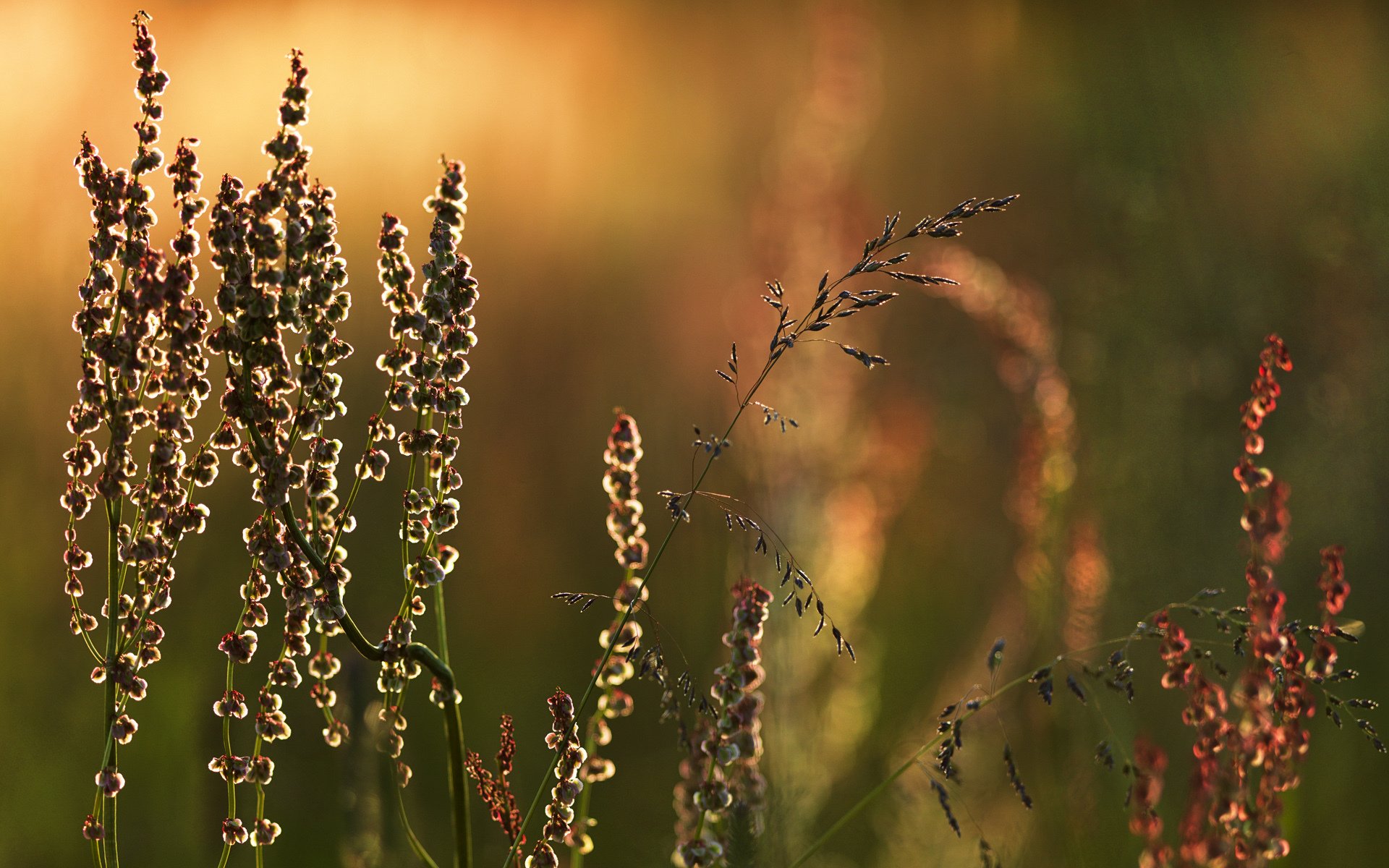 łąka źdźbło trawy natura