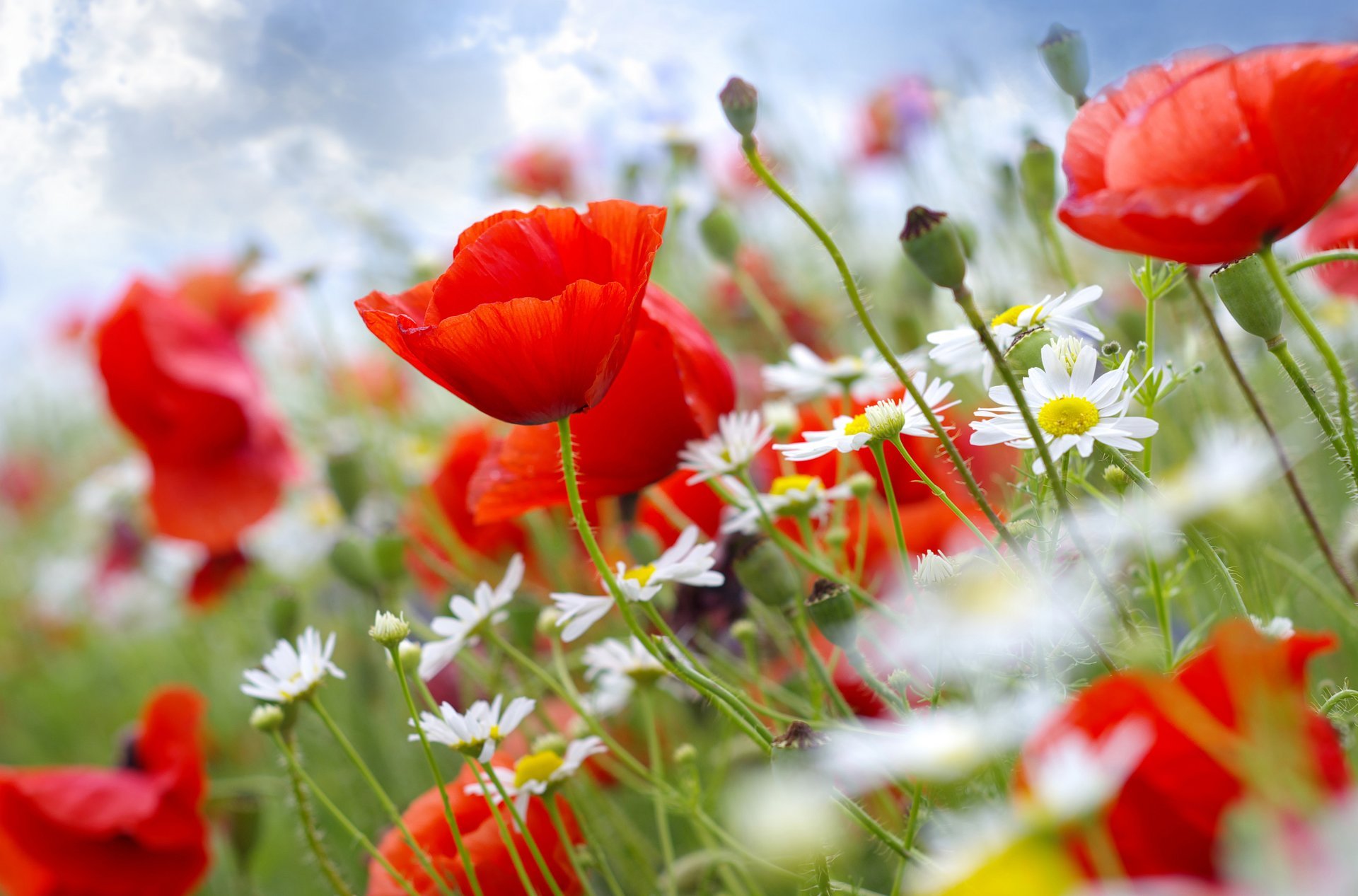 fleurs tiges coquelicots marguerites ciel