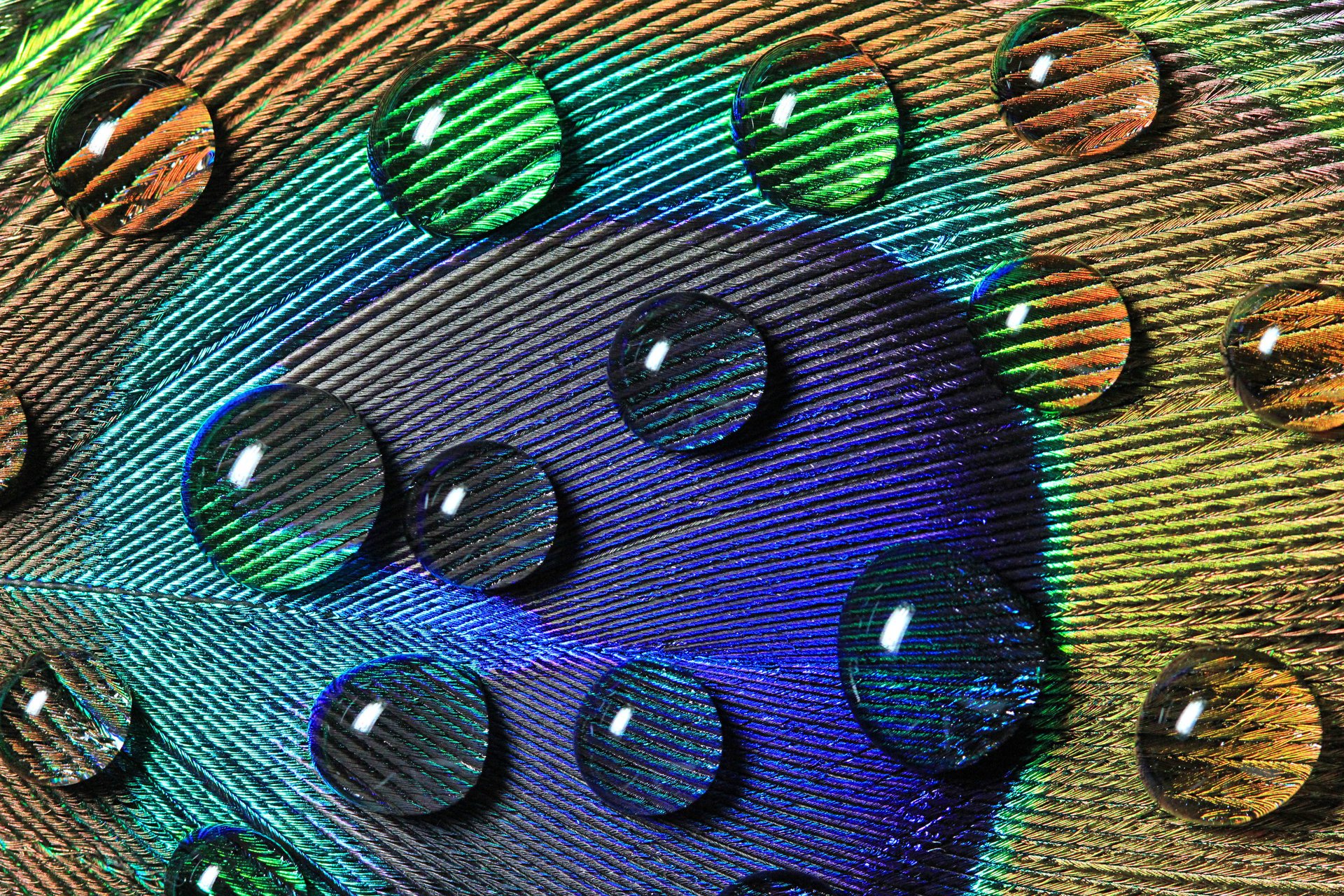 close up macro patterns water drops feather peacock