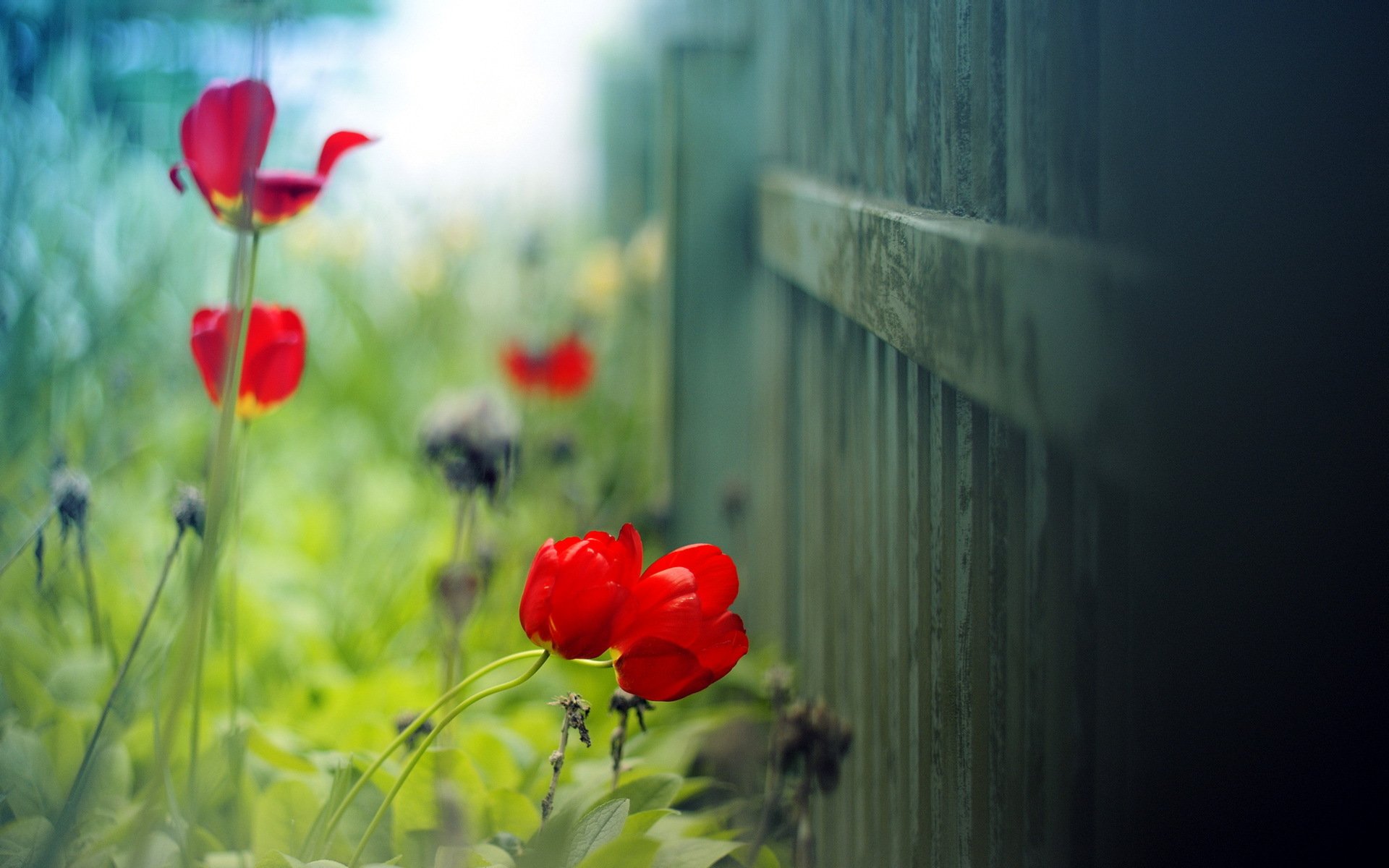 tulipan lato światło tło ogrodzenie makro