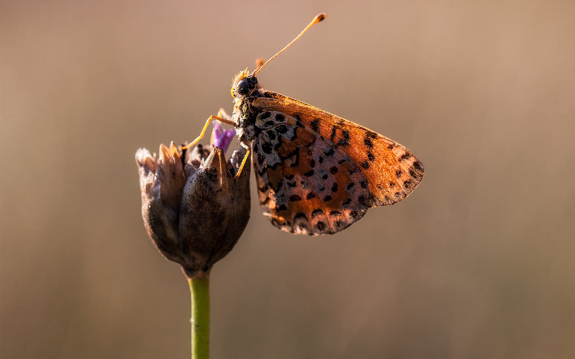 makro motyl kwiat skrzydła plamy słonecznie