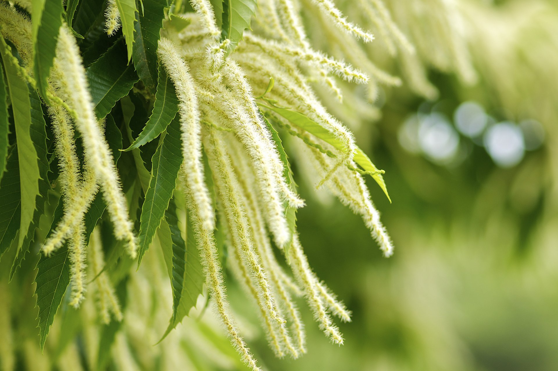 pflanze blätter natur grüns castanea crenata makro