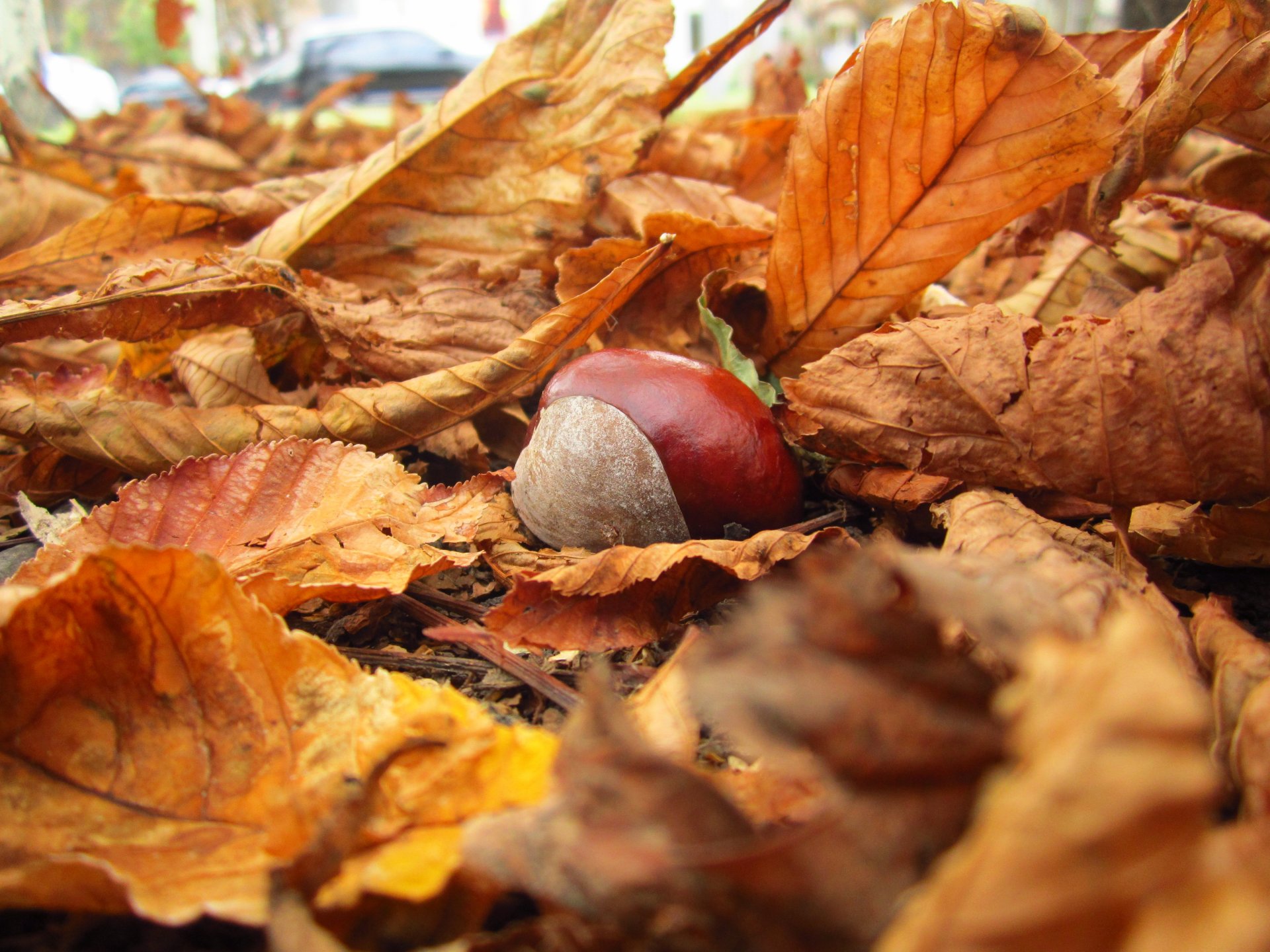 brown nature leaves autumn yellow fallen close up