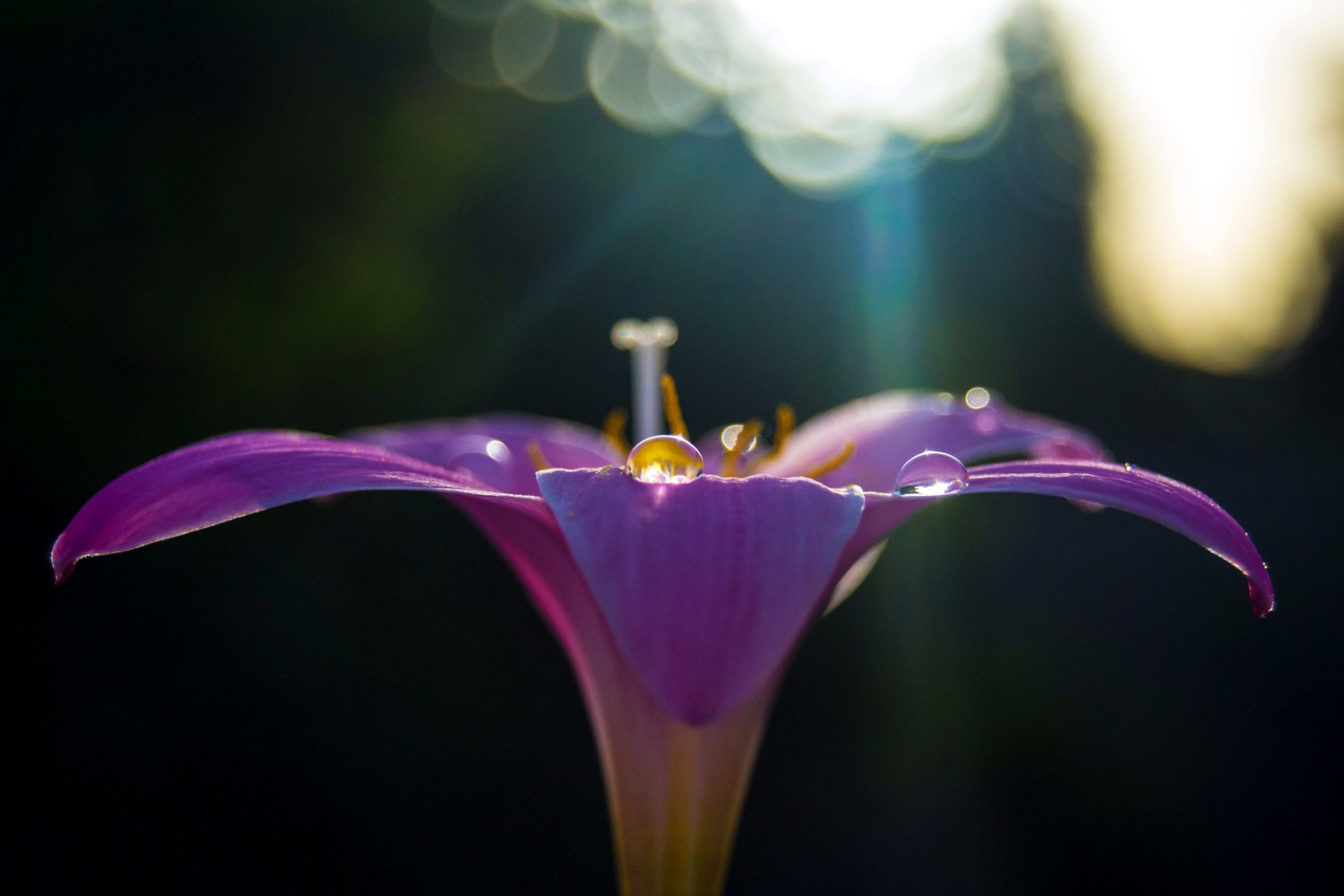 blume flieder lila blütenblätter tröpfchen blendung makro