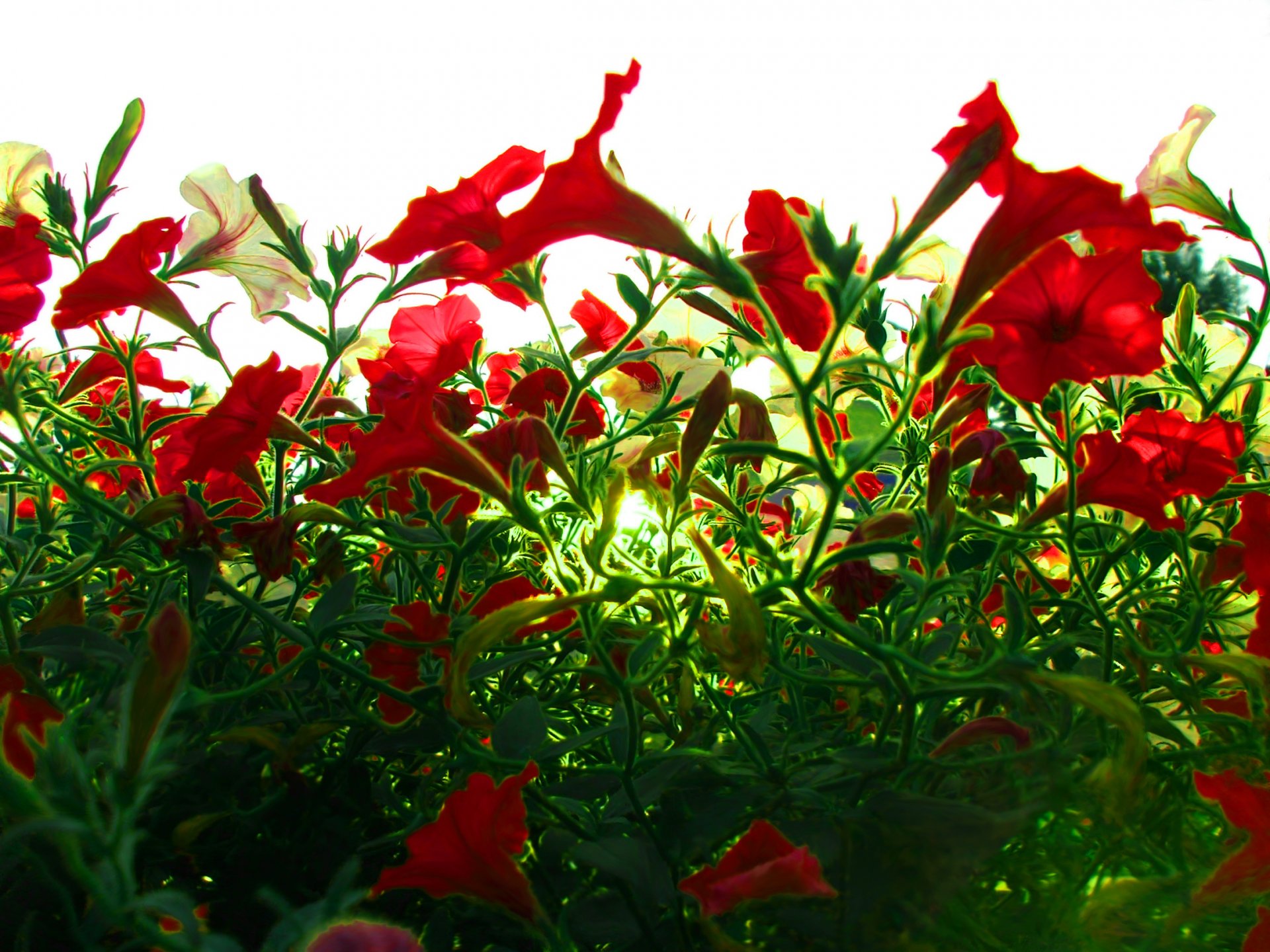 macro flowers red flowers scarlet flowers love sky green foliage nature sunlight sun rays macro green foliage