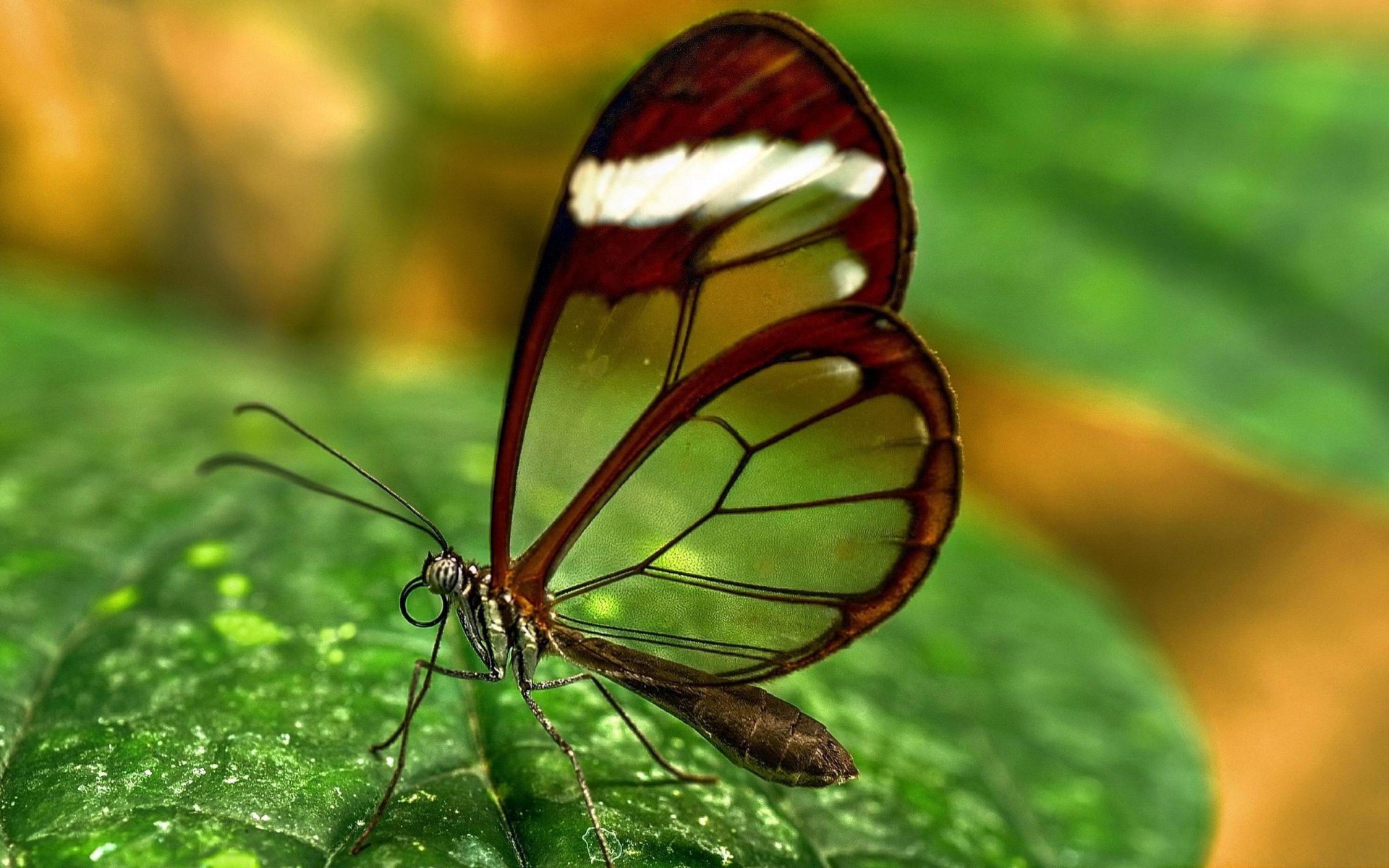 grün schmetterling transparent flügel insekt