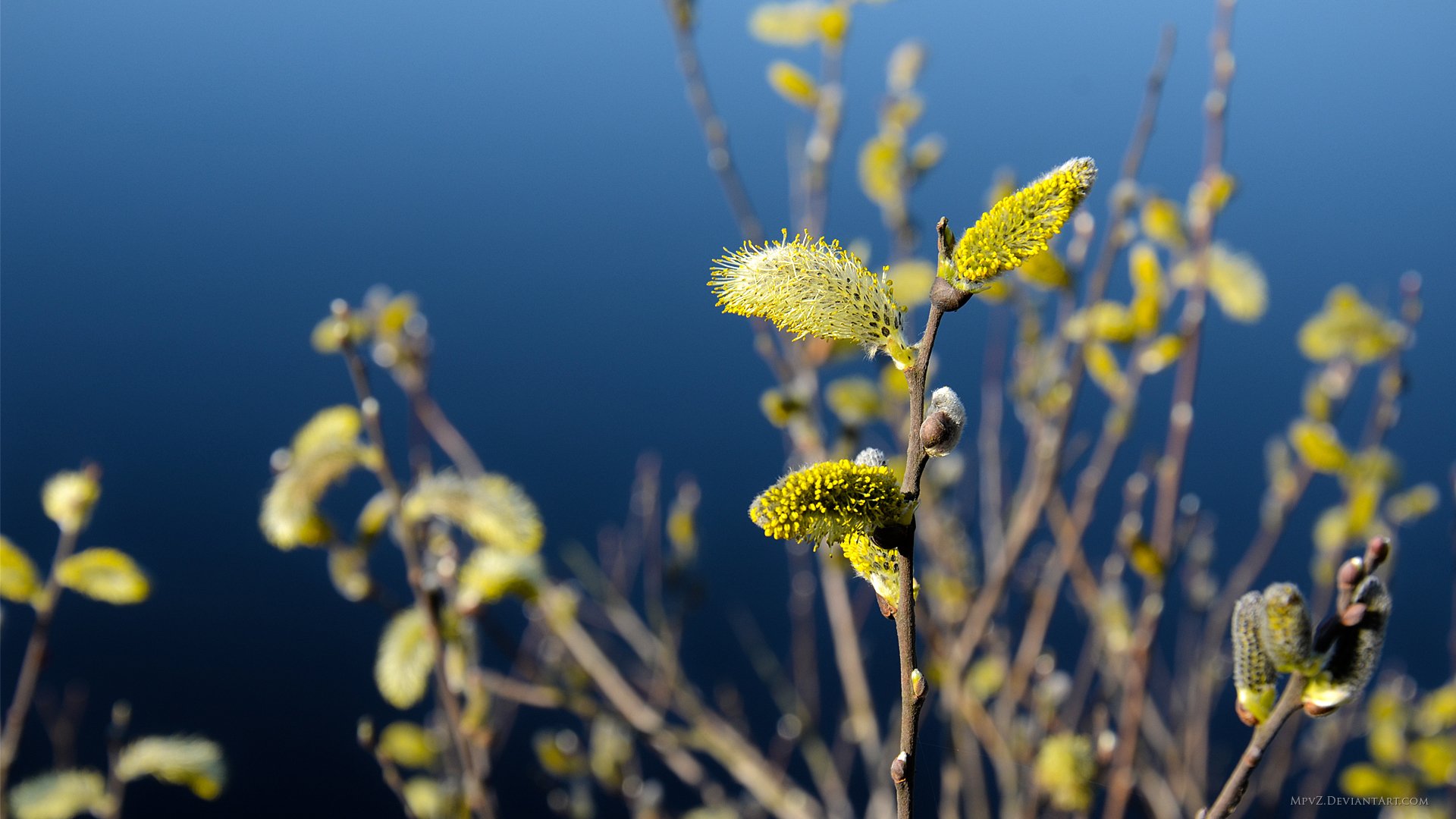 close up branch flowers yellow blue background