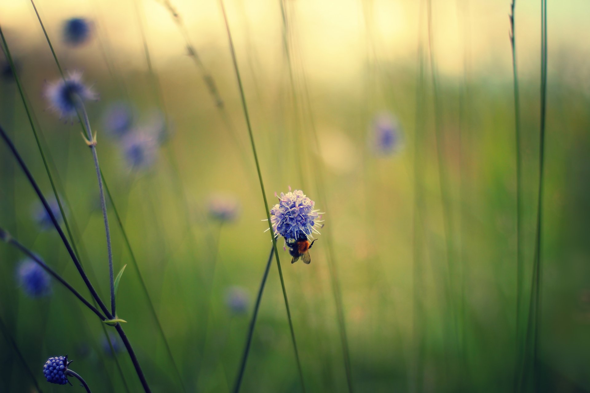 gros plan fleurs champ abeille lilas tiges