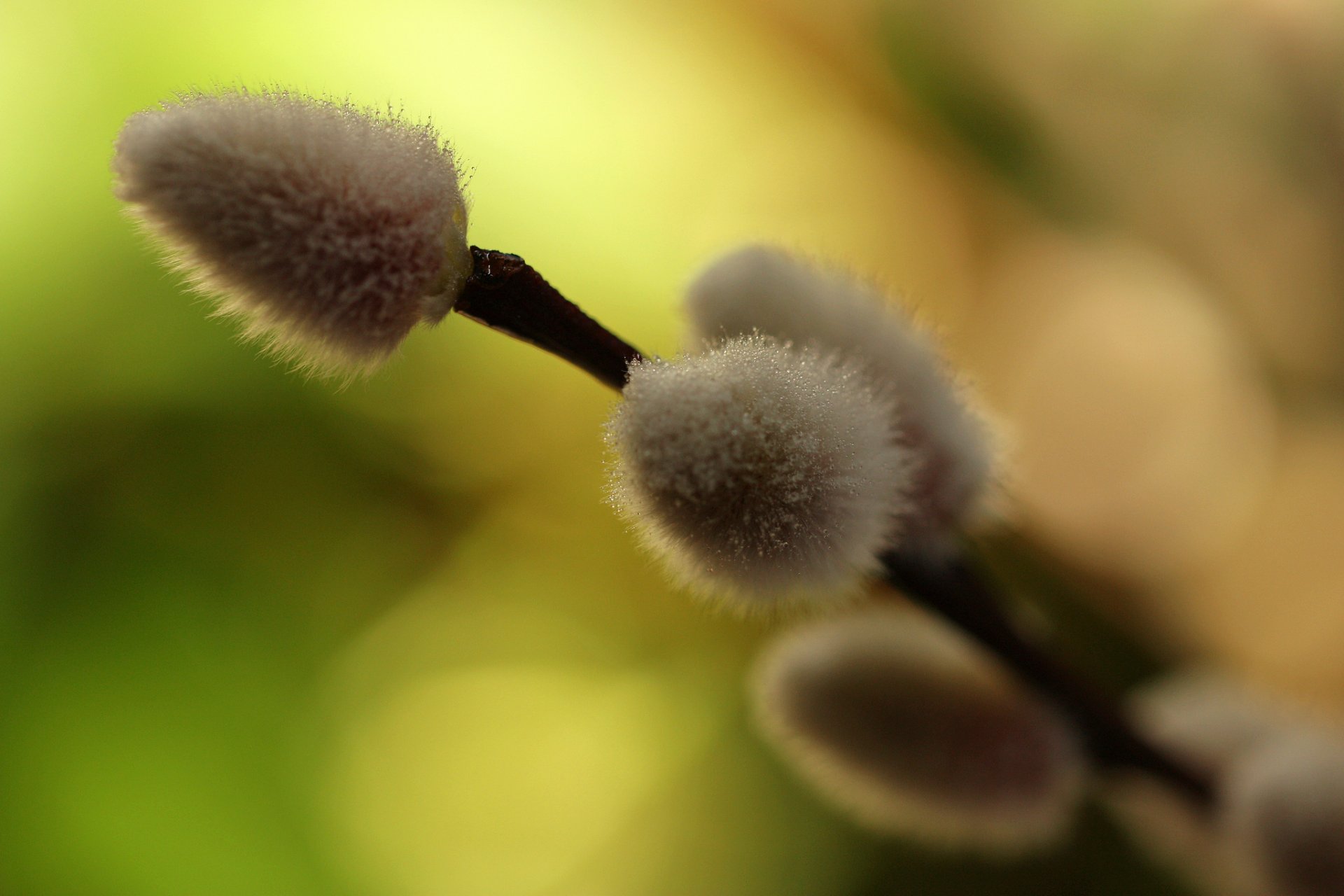 zweig knospen weide makro unschärfe natur frühling