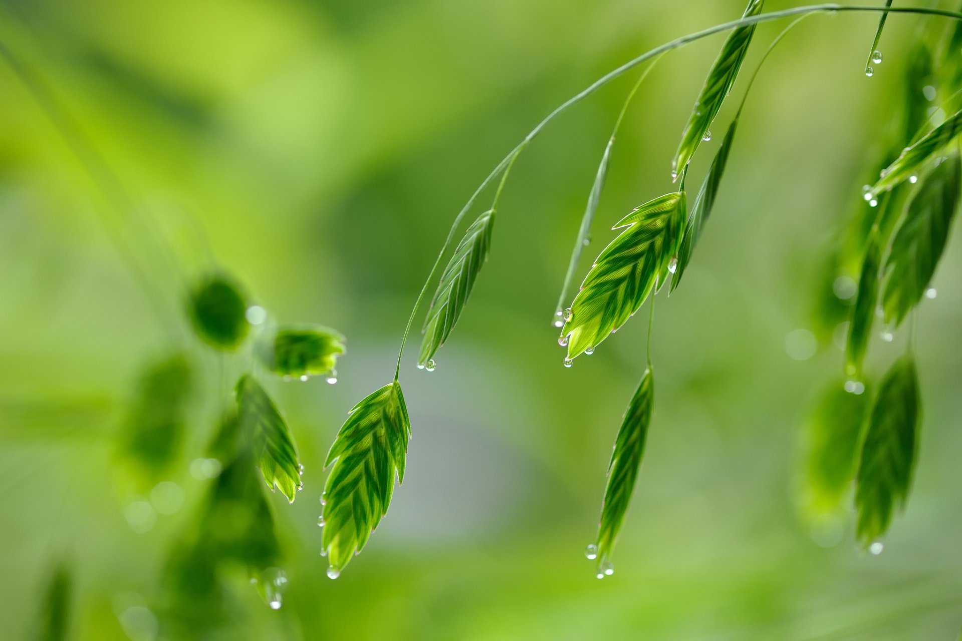 close up grass drops rosa green