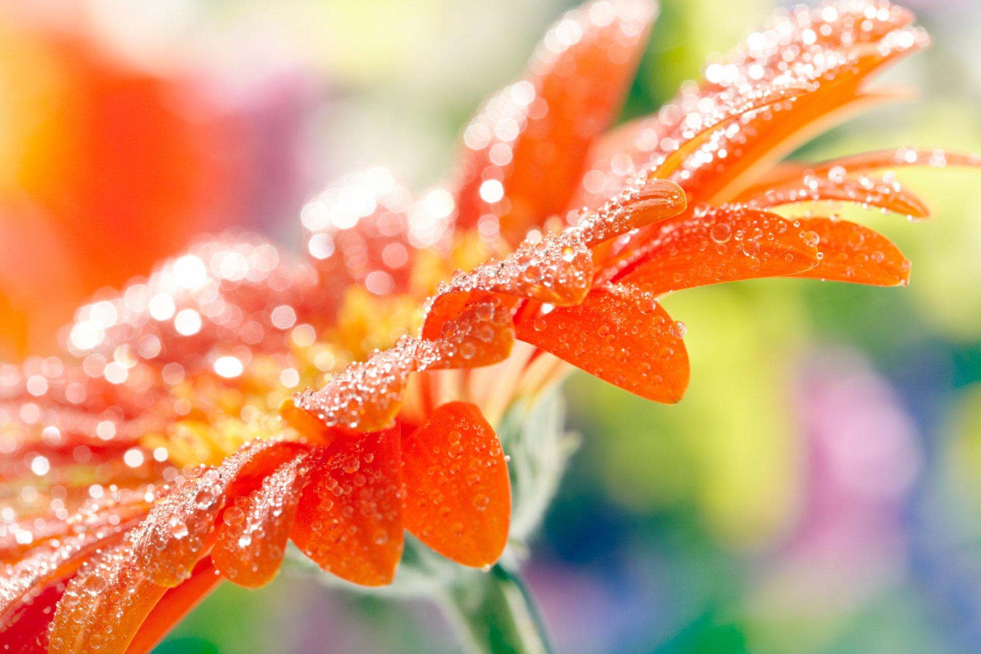 flower gerbera orange petals drops close up blur