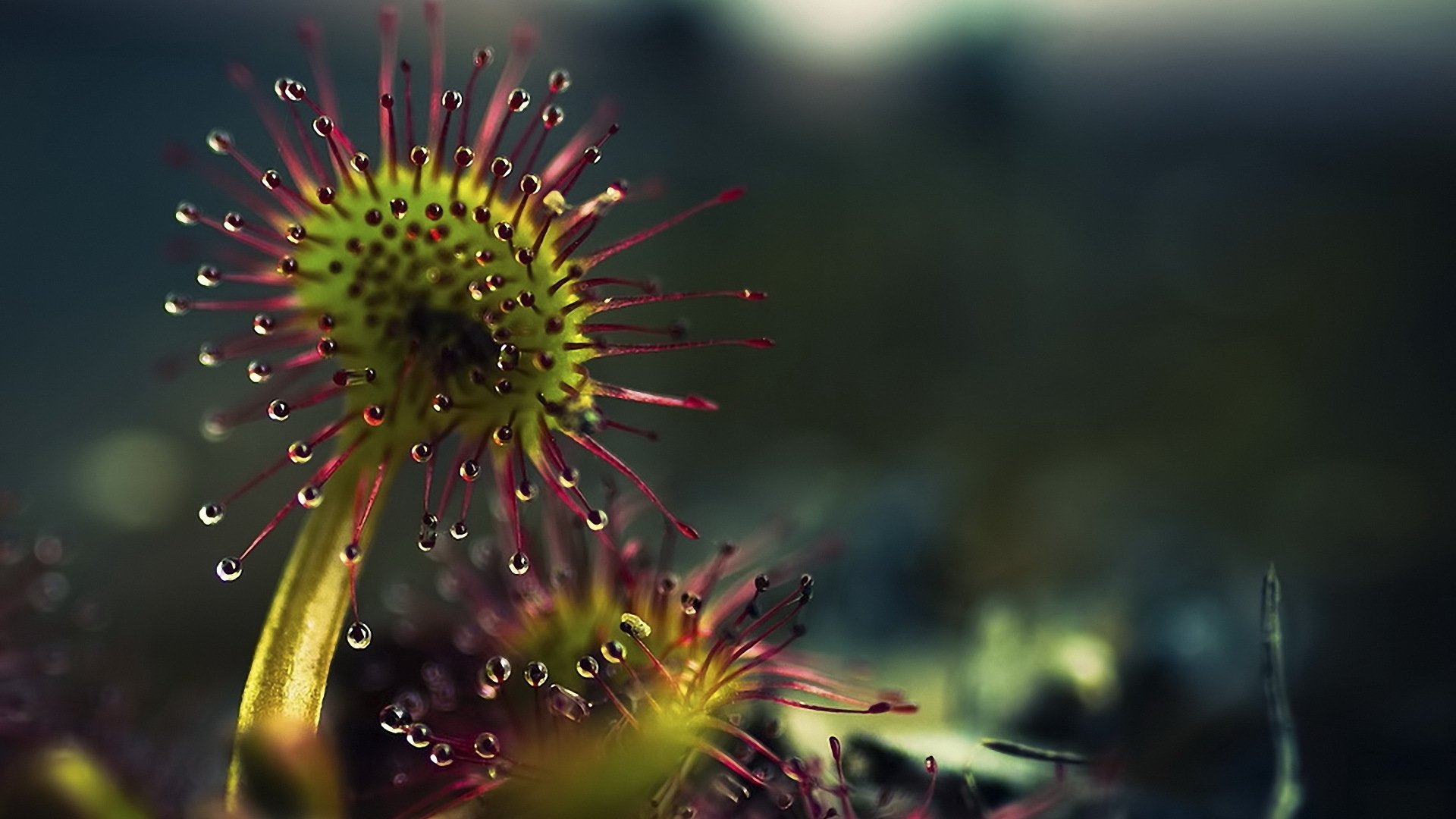 insectivore plante prédateur gouttes liquide substance