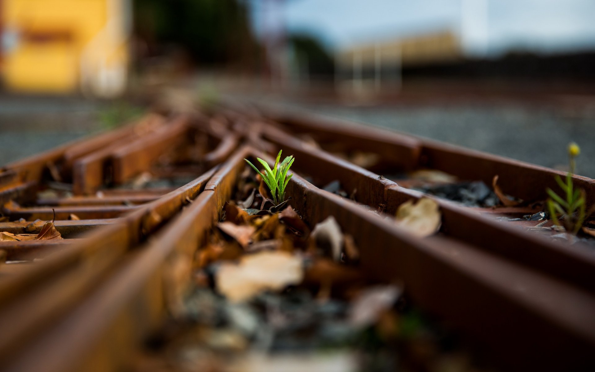 railroad grass close up