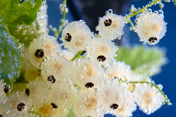 The white currant is covered in water bubbles