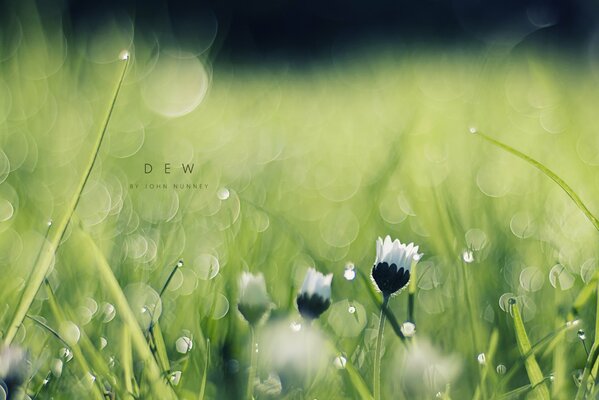 Chamomile flowers in the morning dew