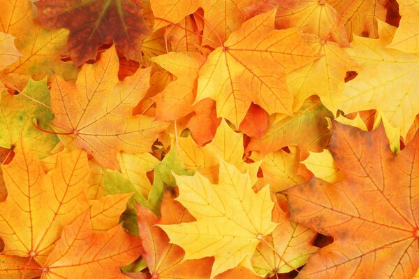 Bright colors of autumn on withering leaves