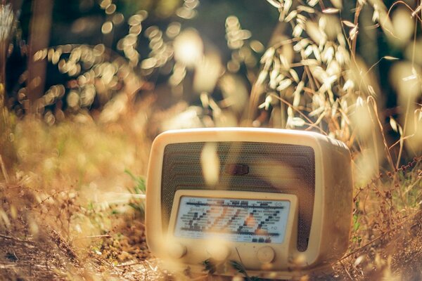 Radio en la hierba de otoño