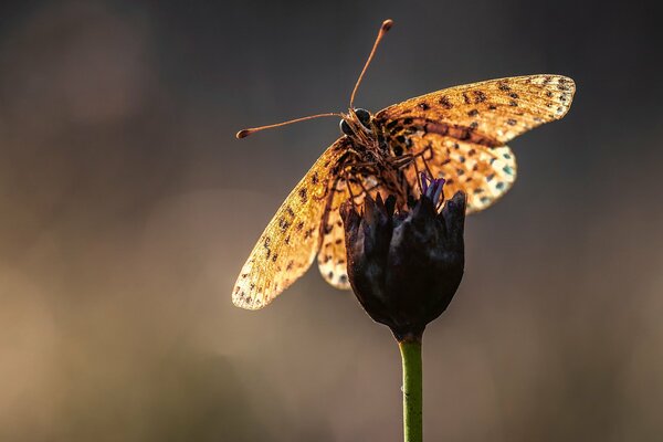 Farfalla seduta su un bocciolo di fiore