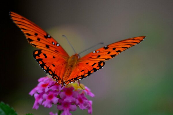 A bright butterfly sitting on a beautiful flower