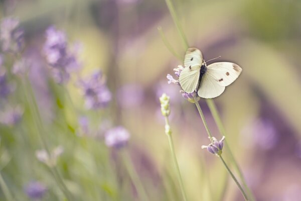 Weißer Schmetterling im Vordergrund