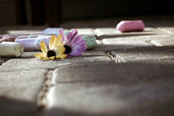 Flowers and crayons on the pavement