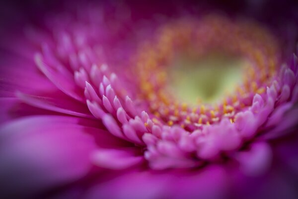 Fotografía macro de la flor rosa