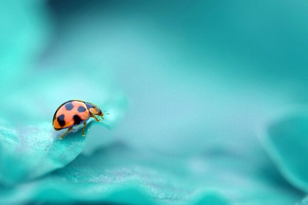 Coccinelle sur fond turquoise