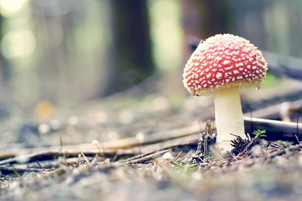 Bel homme agaric sur une épaisse jambe blanche