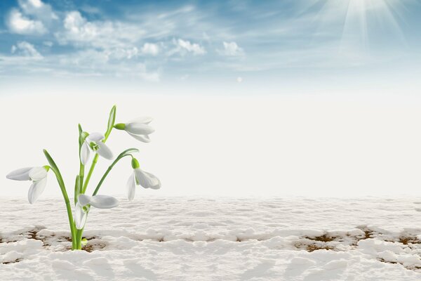 Snowdrop on snow against a cloudy sky