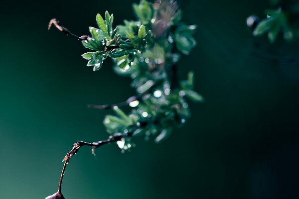 Branche avec des feuilles et une goutte d eau