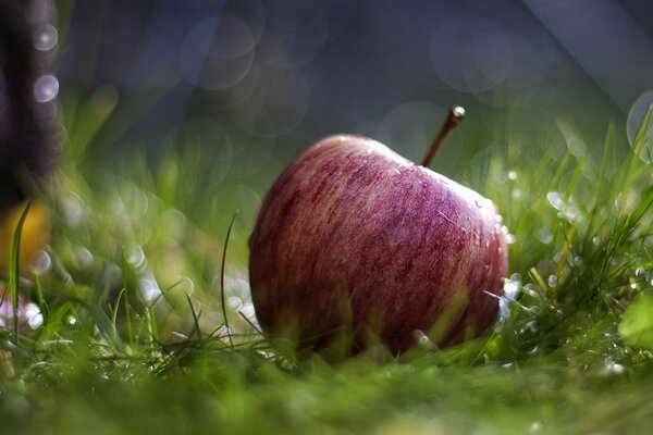 There is a red apple on the green grass