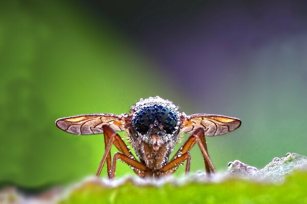 Mouche dans les gouttes de rosée sur fond flou. Macrophotographie