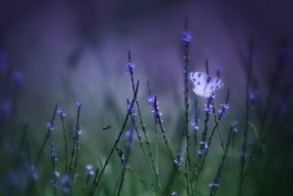 Farfalla su fiori lilla su sfondo sfocato