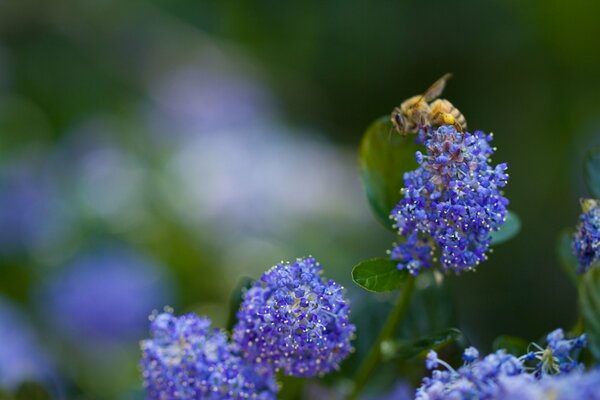 Recogiendo miel. Flores azules