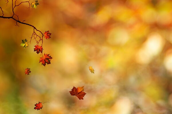 A falling leaf from a branch in autumn