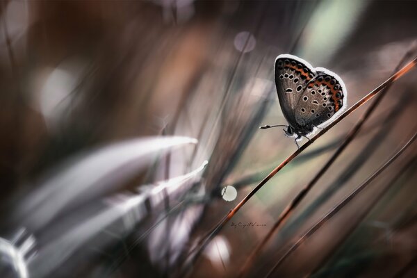 Farfalla sul gambo dell erba con effetto bokeh