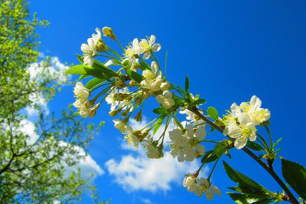 A blooming cherry twig on a blue sky background