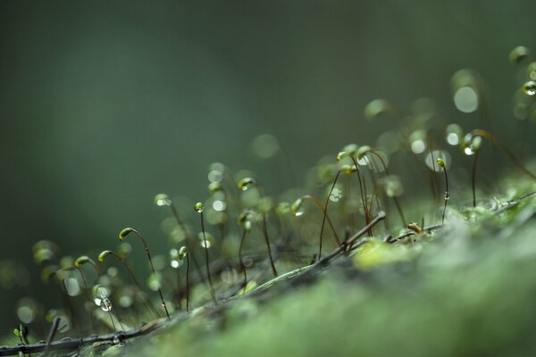 Macro. Brotes en gotas de rocío