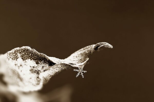 A frozen dry leaf with a snowflake hanging from it