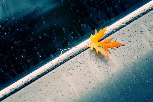 Hoja de arce amarillo en coche en gotas de lluvia