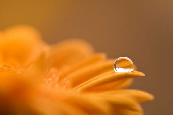 Gota de rocío en el pétalo de gerbera