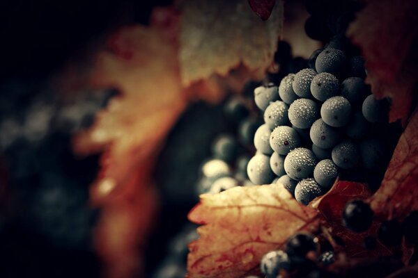 Rocío de la mañana en uvas maduras